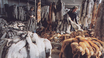 At Irkutsk fur center. From the book by M.Vinokurov and A.Sukhodolov "Economics of Irkutsk Region "